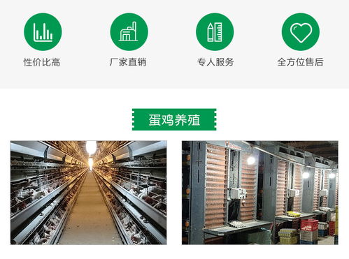 京山德風(fēng)牧業(yè)科技 專(zhuān)業(yè)雛雞養(yǎng)殖與全方位技術(shù)咨詢(xún)